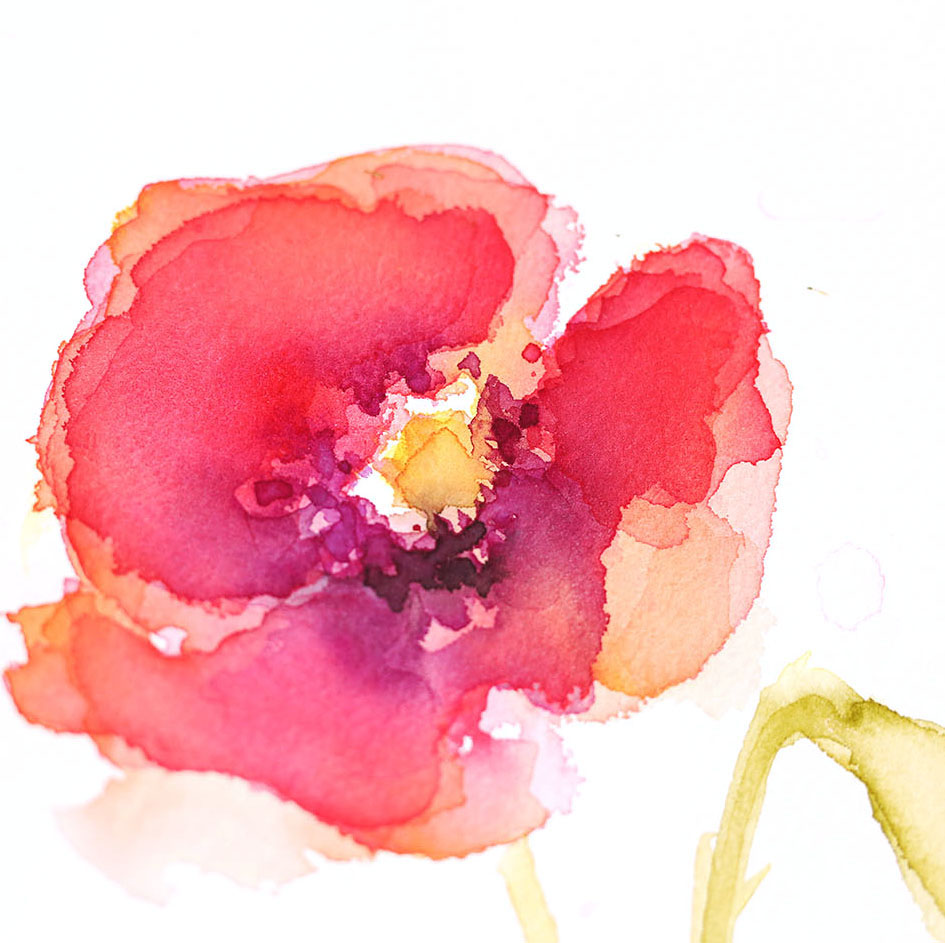 Paint a loose Poppy